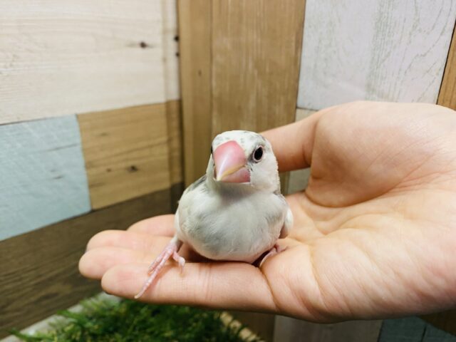 白文鳥