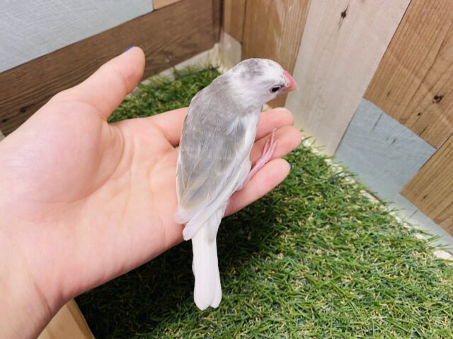 白文鳥