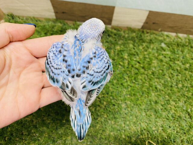 セキセイインコ