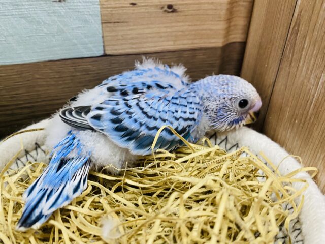 セキセイインコ