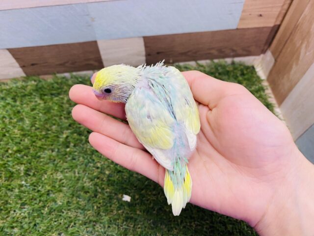 セキセイインコ