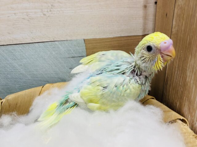 セキセイインコ