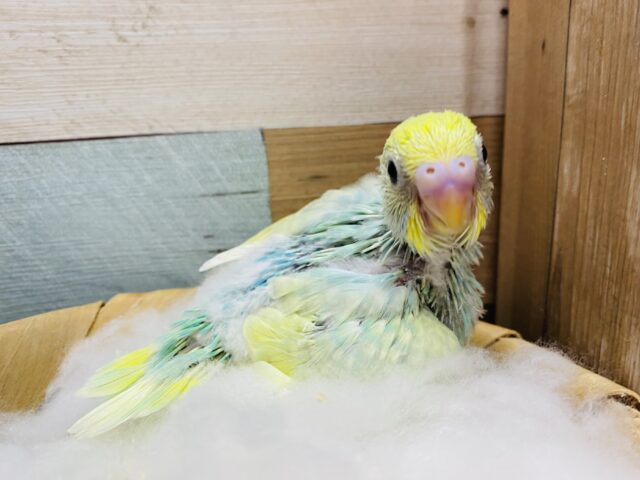 セキセイインコ
