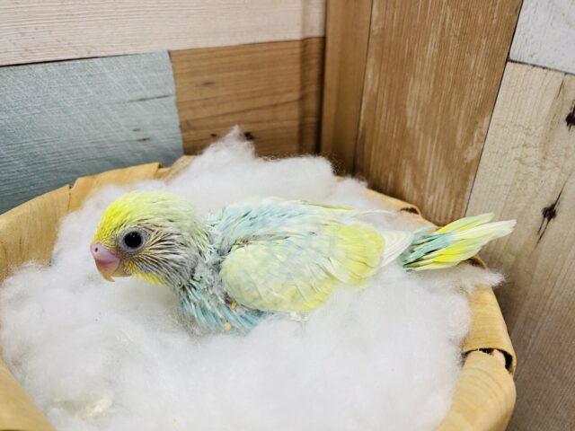 セキセイインコ