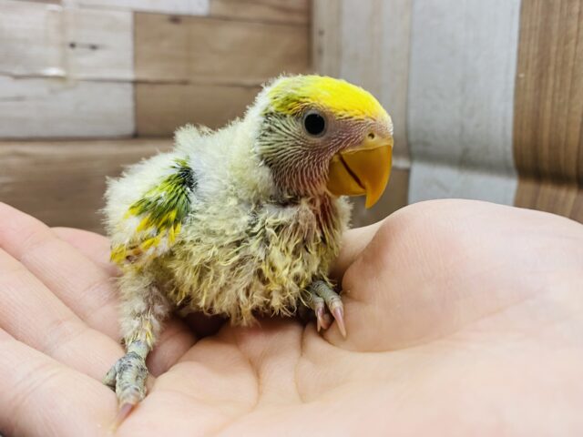 コザクラインコ（小桜インコ）