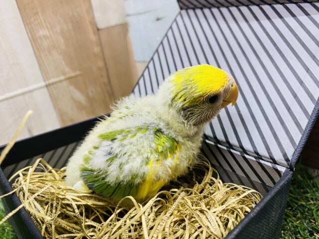 コザクラインコ（小桜インコ）