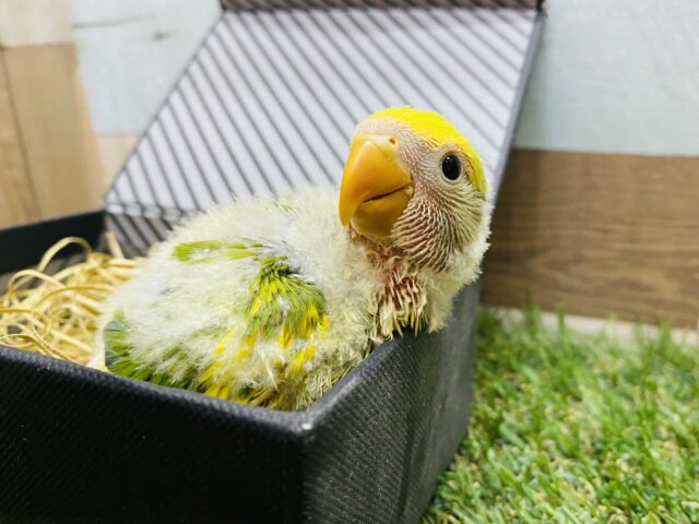 コザクラインコ（小桜インコ）