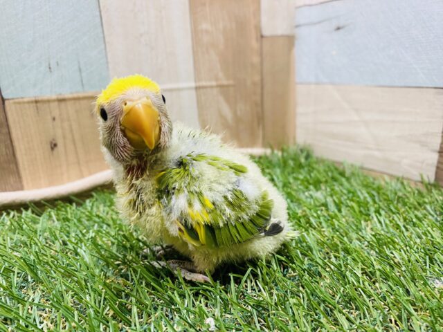 コザクラインコ（小桜インコ）