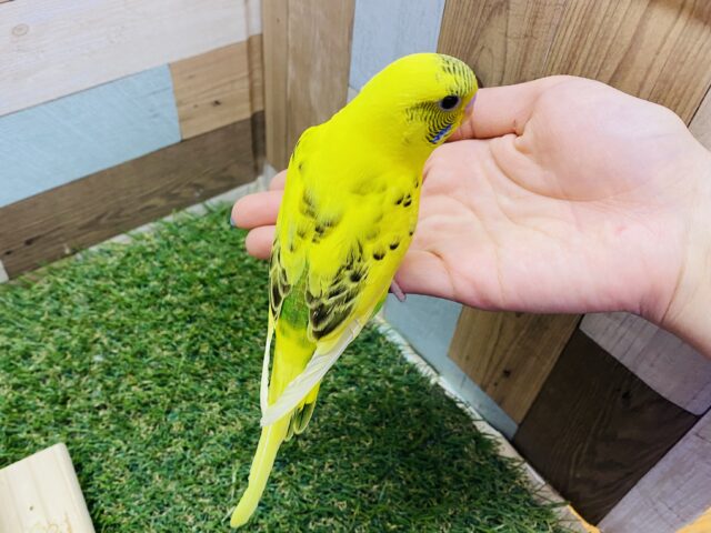 セキセイインコ