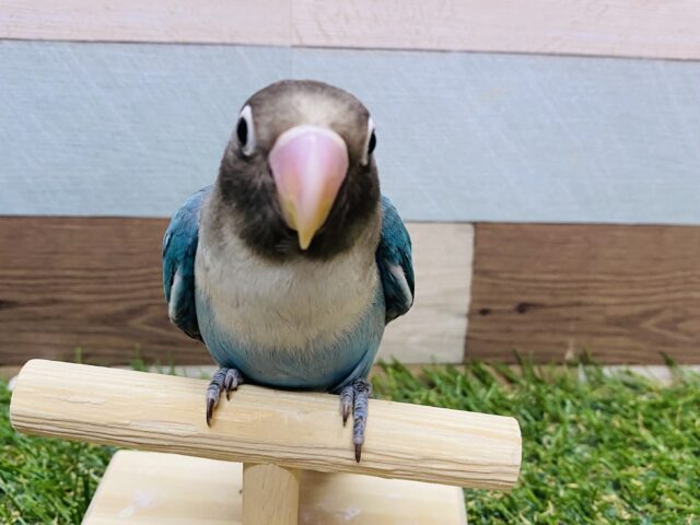 ブルーボタンインコ