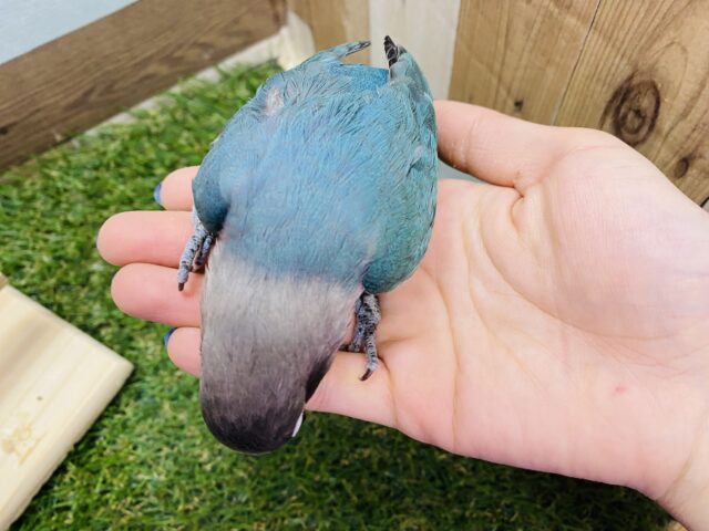 ブルーボタンインコ