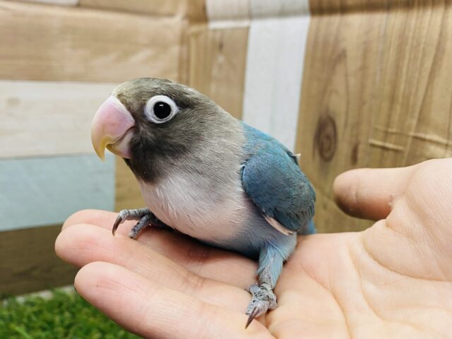 ブルーボタンインコ