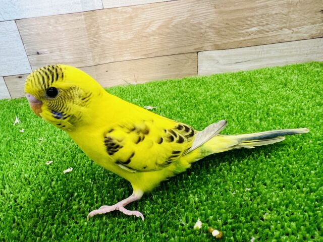 セキセイインコ