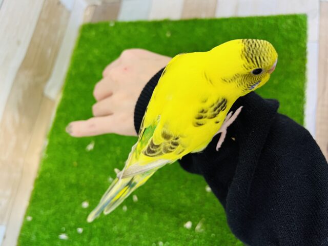 セキセイインコ