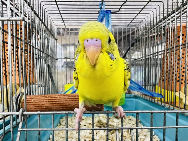 セキセイインコ