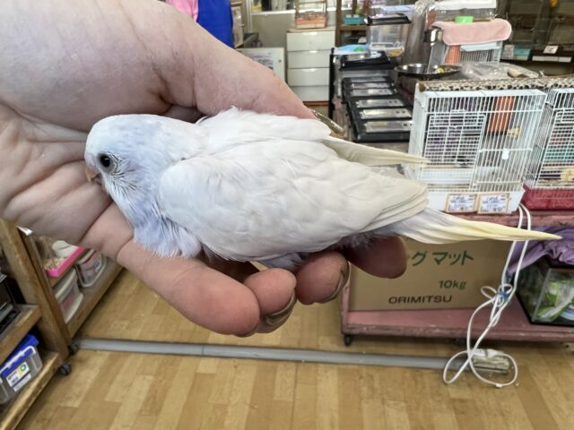 セキセイインコ