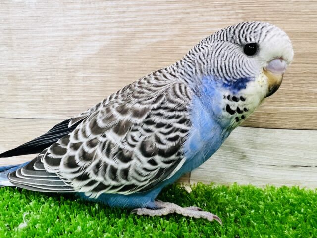 ジャンボセキセイインコ