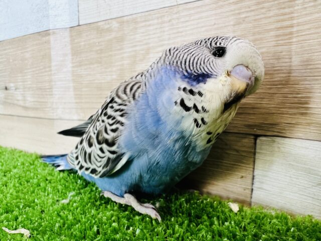 ジャンボセキセイインコ
