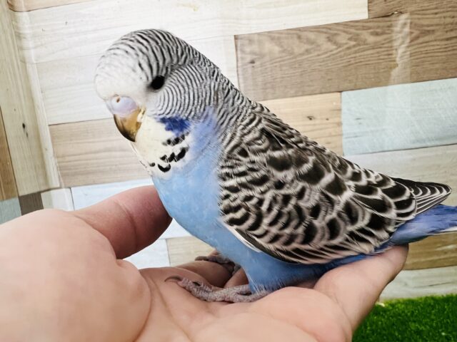 ジャンボセキセイインコ