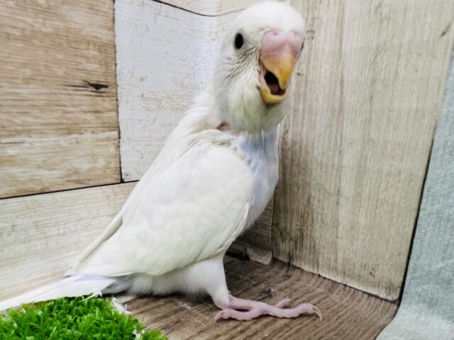 セキセイインコ