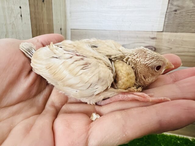 シナモン文鳥