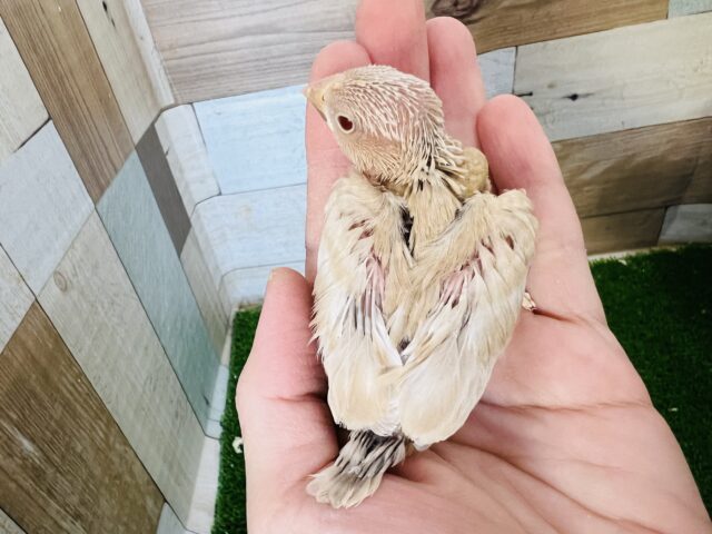 シナモン文鳥