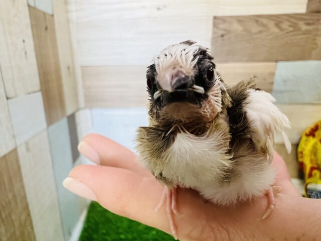 十姉妹（ジュウシマツ）