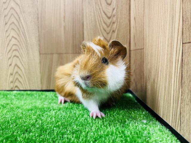 アビシニアンモルモット