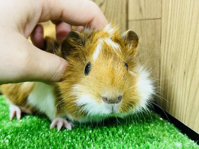 アビシニアンモルモット