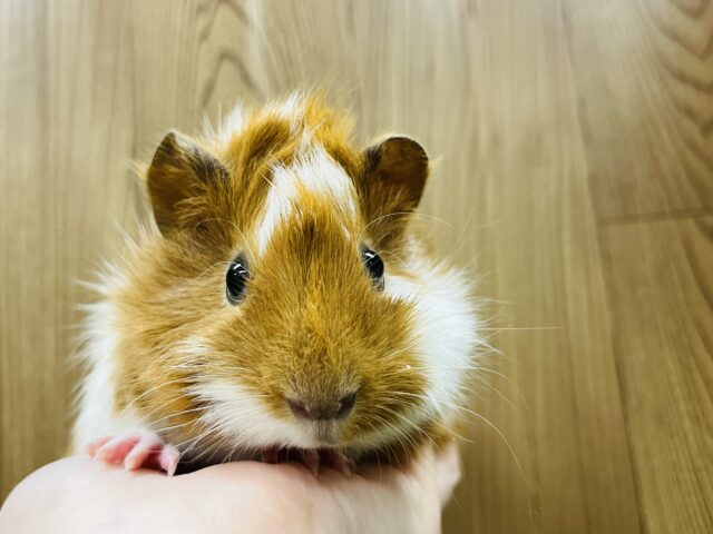 アビシニアンモルモット