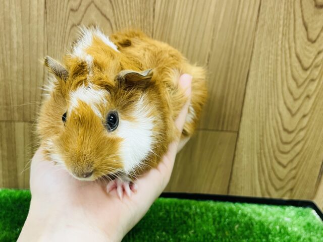 アビシニアンモルモット