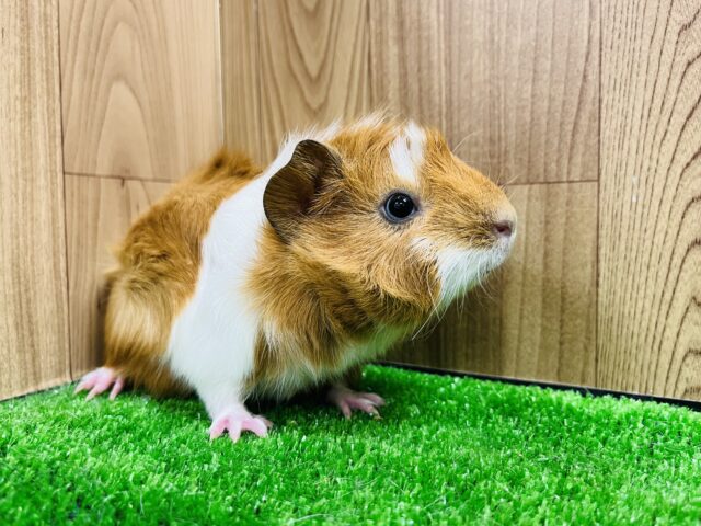 アビシニアンモルモット