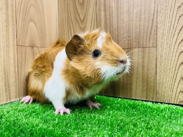 アビシニアンモルモット