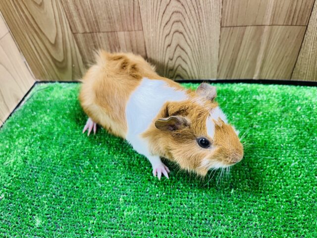 アビシニアンモルモット