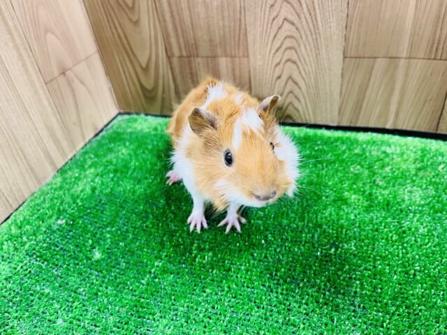 アビシニアンモルモット