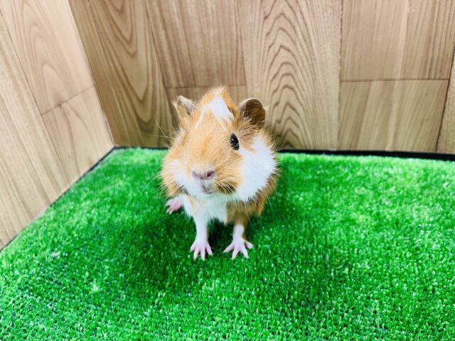 アビシニアンモルモット