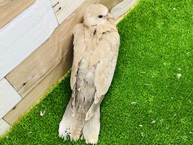 ジュズカケバト