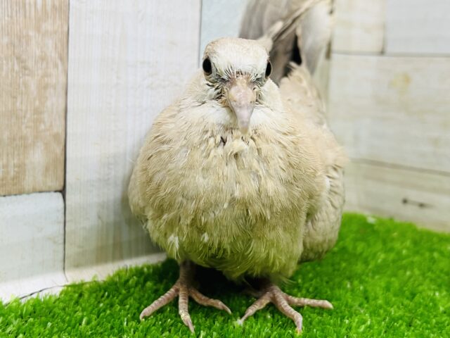 ジュズカケバト