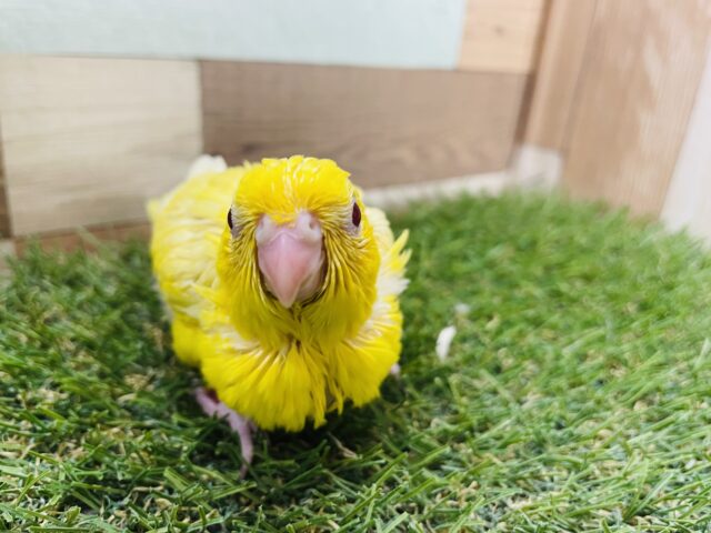 サザナミインコ