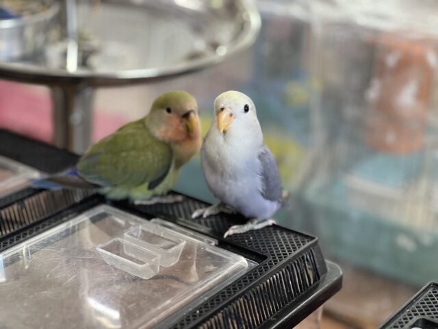 コザクラインコ（小桜インコ）