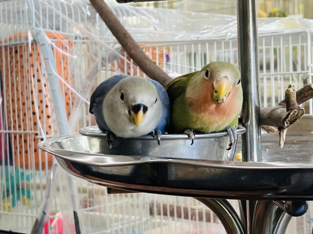 コザクラインコ（小桜インコ）