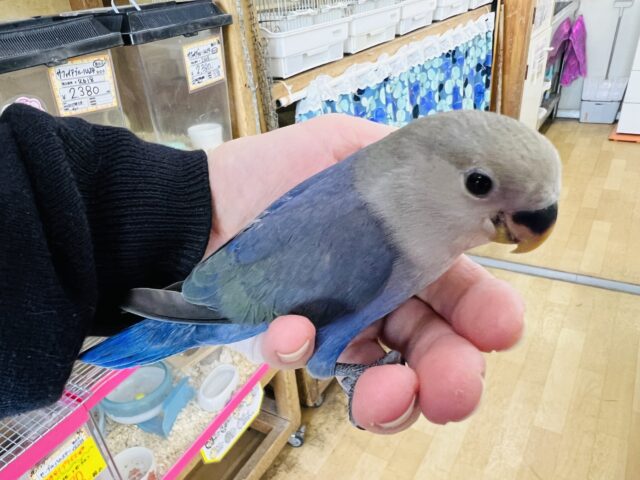 コザクラインコ（小桜インコ）