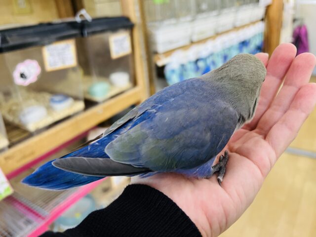 コザクラインコ（小桜インコ）
