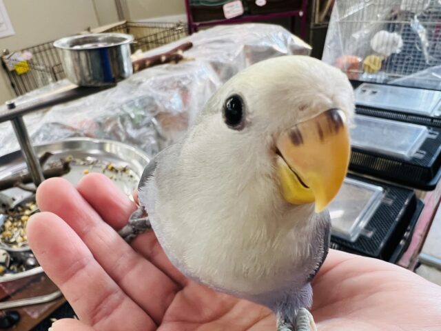 コザクラインコ（小桜インコ）