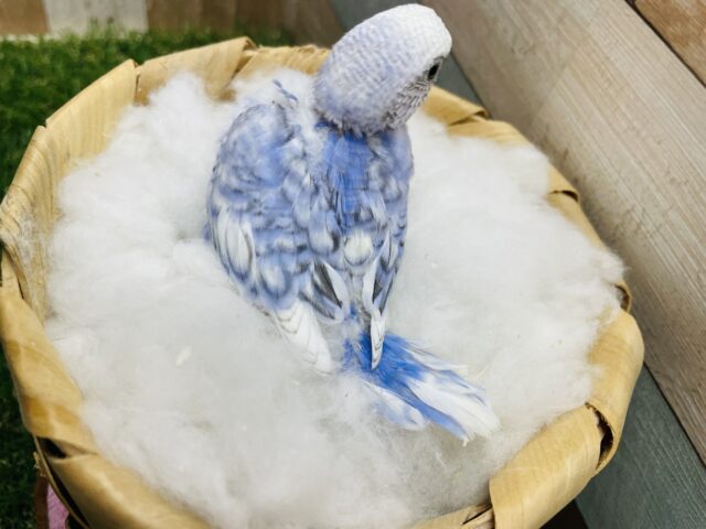 セキセイインコ