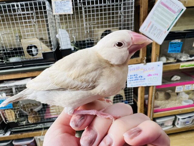 シナモン文鳥