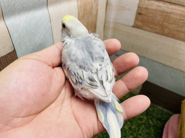 どんなお色になるのかな??セキセイインコのパステル系!! セキセイインコ