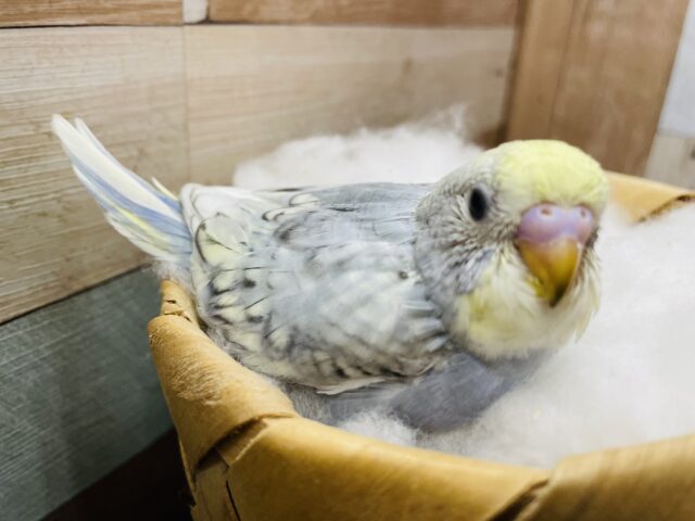 セキセイインコ