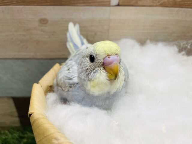 セキセイインコ