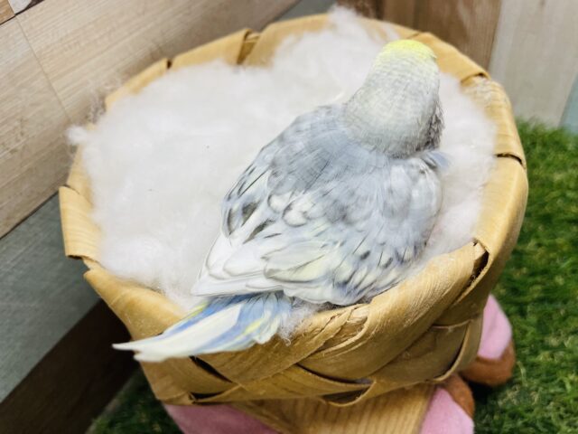 どんなお色になるのかな??セキセイインコのパステル系!! セキセイインコ